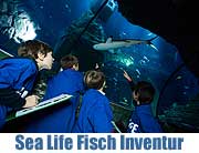 Sea Life München - Inventur im Großaquarium (©Foto: Sea Life)